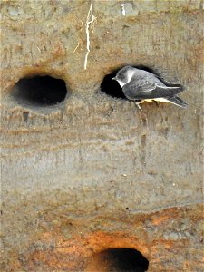 Bank Swallow at Ohio River Islands National Wildlife Refuge photo