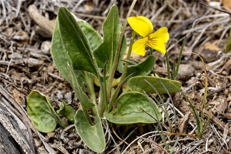 Viola nuttallii