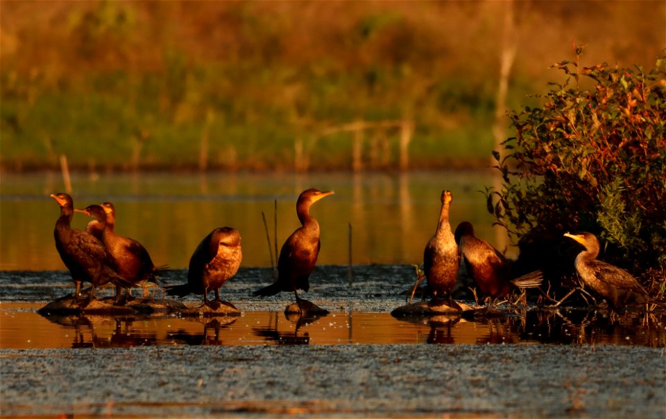Double-crested Cormorant Huron Wetland Management District