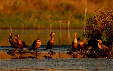 Double-crested Cormorant Huron Wetland Management District photo