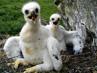 Gyrfalcon nestlings photo
