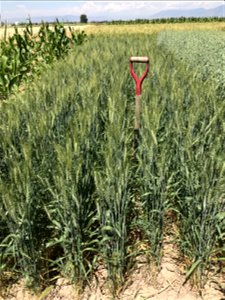 Spring Wheat