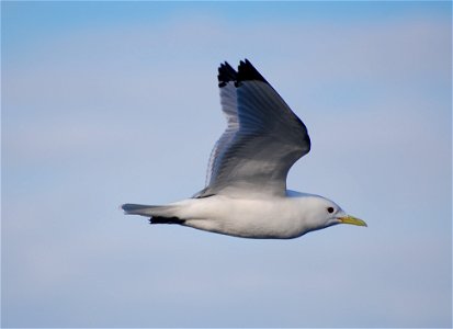 Black-legged Kittiwake photo