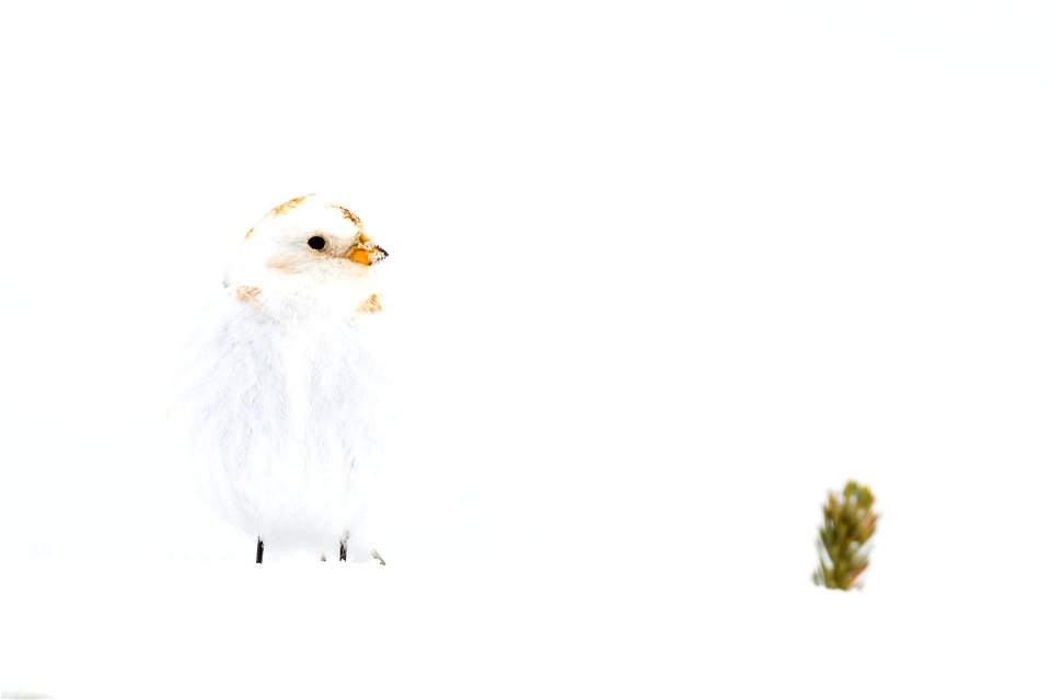 Snow bunting in the snow photo