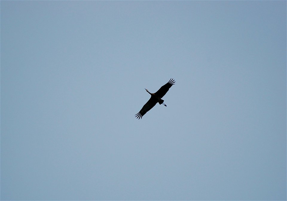 Sandhill Crane in flight