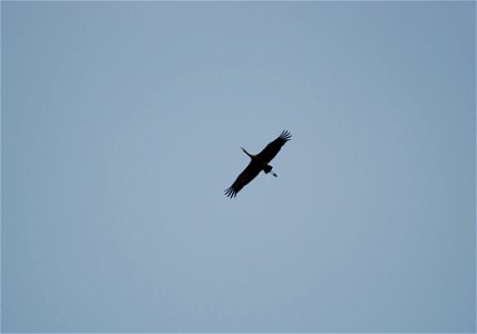Sandhill Crane in flight photo