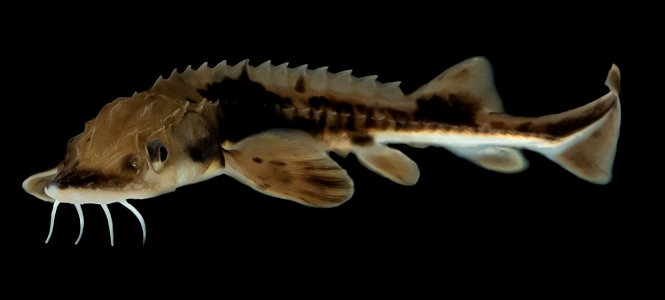Lake Sturgeon, Juvenile