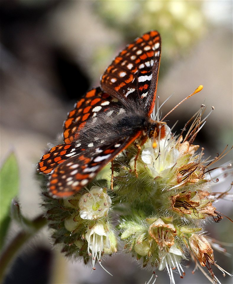 CHECKERSPOT, EDITH'S (Euphydryas editha) (05-15-2022) howell botanical drive, west end of days gulch bot area, josephine co, or (2)