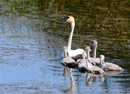 Trumpeter swan at Seedskadee National Wildlife Refuge