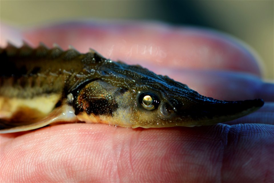 Juvenile Lake Sturgeon