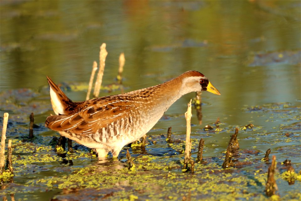 Sora on the Huron Wetland Management District South Dakota
