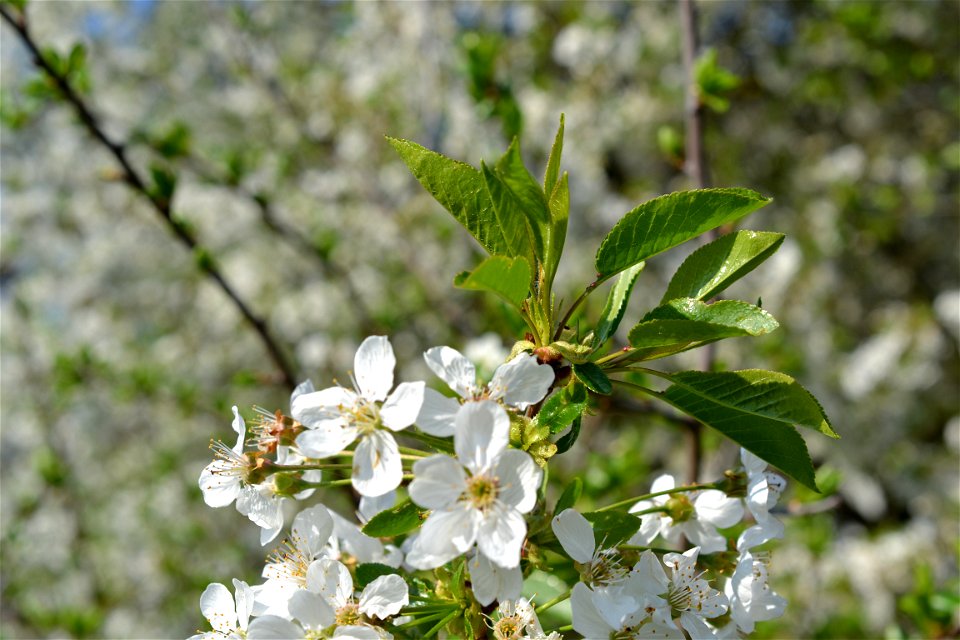 Spring ,April 2023