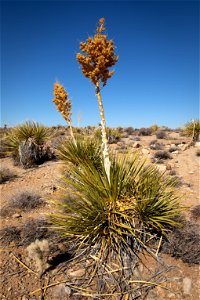 Mojave yucca photo