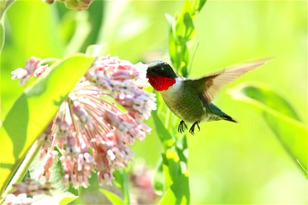 Ruby-throated Hummingbird on Common Milkweed photo
