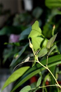 trnadaf_mic2012_0329_062411