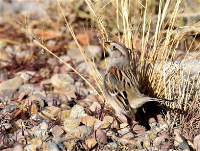 American tree sparrow at Seedskadee National Wildlife Refuge photo