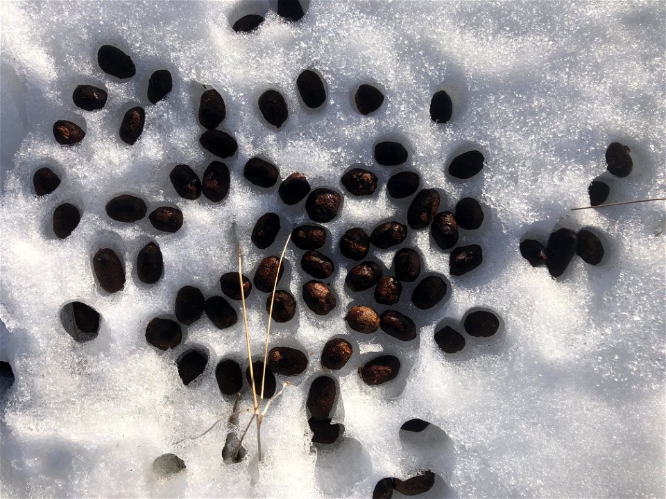 Mmmmmm Moose Poop