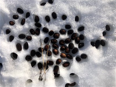 Mmmmmm Moose Poop