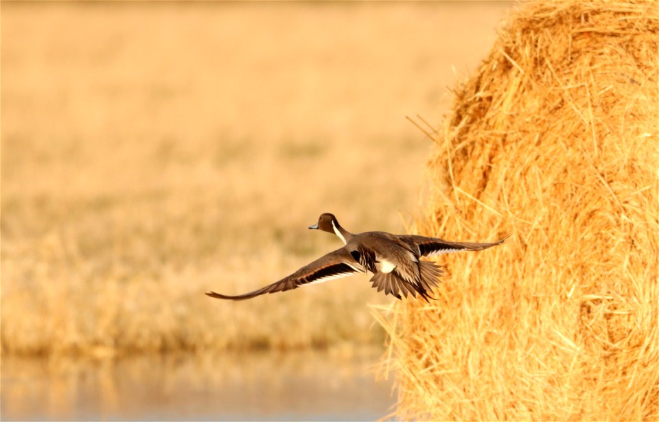 Northern Pintail Drake Huron Wetland Management District photo