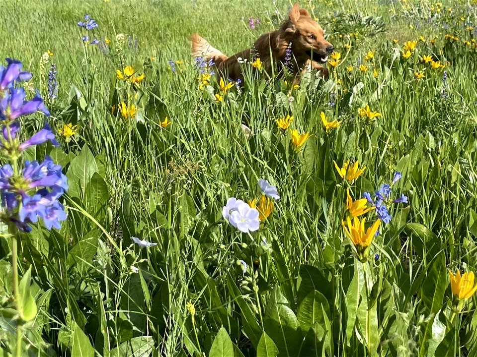 2022 Pollinator Week