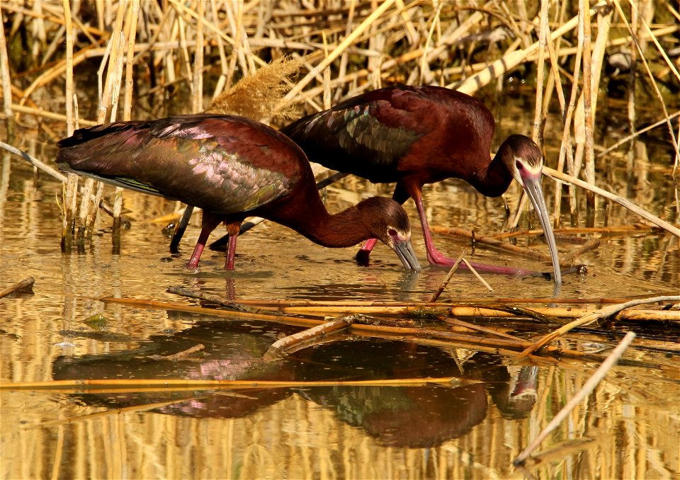 White-Faced Ibis Bear River Migratory Bird Refuge June 2021