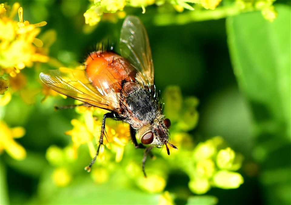 Bristle or Tachinid fly (Peleteria iterans)  at Seedskadee NWR Wyoming