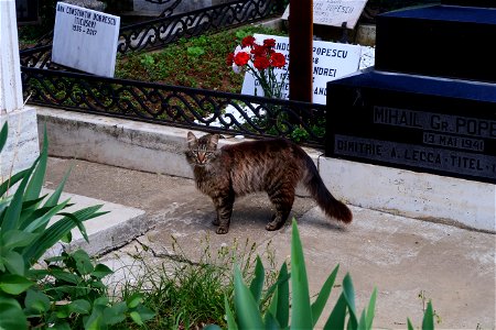 Sfanta-Vineri_cemtery- (44)