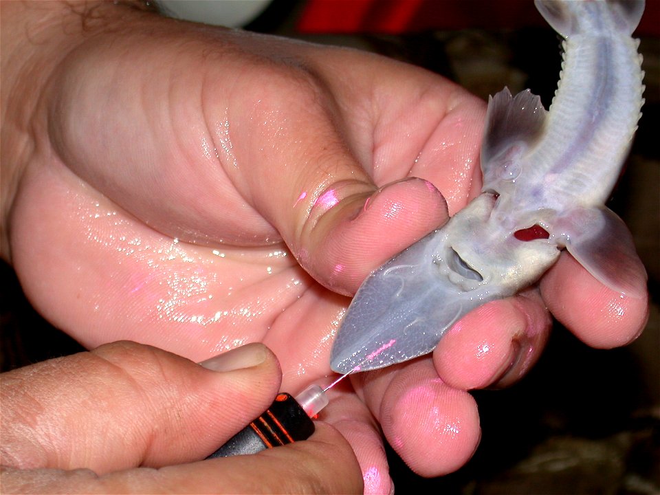 Tagging Pallid Sturgeon at Garrison Dam National Fish Hatchery photo