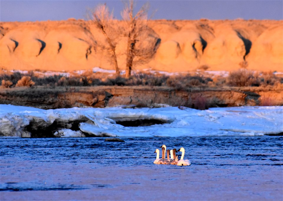 Trumpeter swans at Seedskadee National Wildlife Refuge
