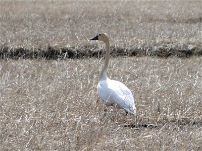 Tundra Swan photo