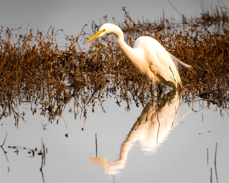 Great Egret photo