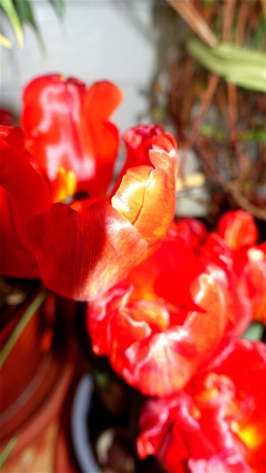 tulips_lalele-2023_0225_110450