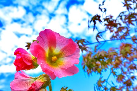 Hollyhocks