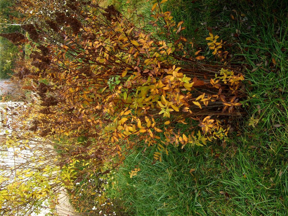 toamna2009_1120_091906
