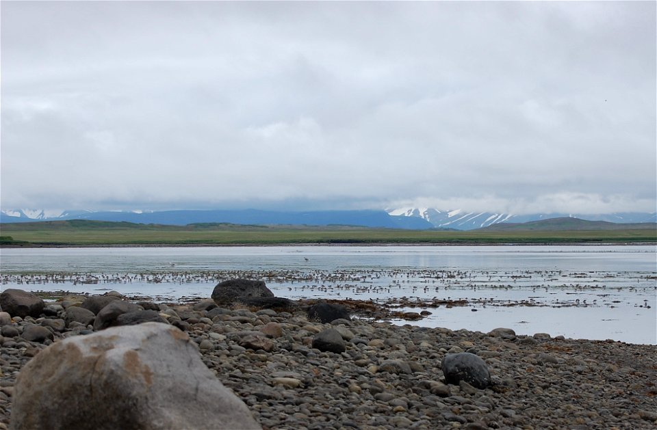 Western sandpipers photo