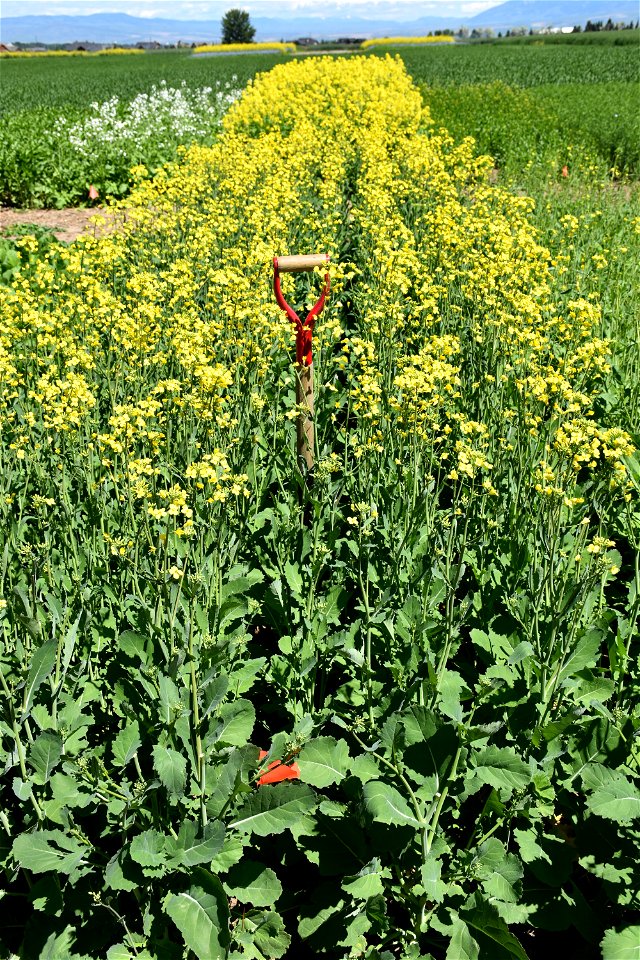 Canola