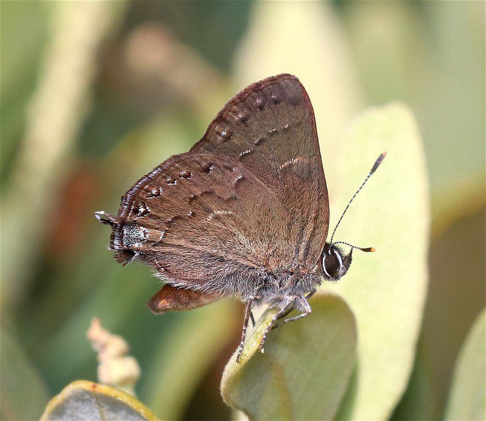 HAIRSTREAK, HEDGEROW (Satyrium saepium) (6-3--2021) low divide road, del norte co, ca -06