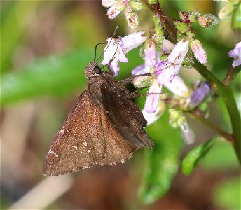 CLOUDYWING, NORTHERN (Thorybues pylades) (6-28-2021) 3800 ft, mile 7.4 clearing on jawbone rd, smith river nat rec area, del norte co, ca -01