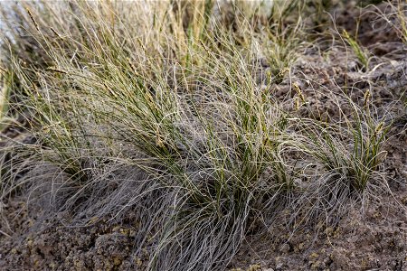 Carex filifolia