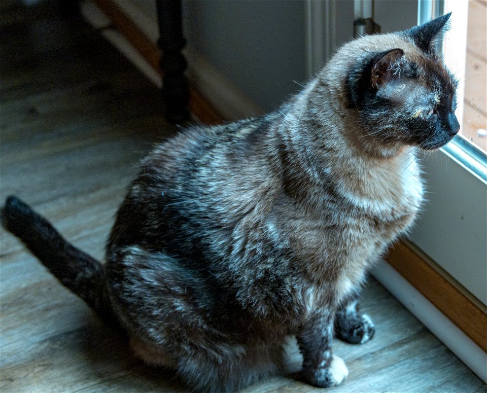 Day 159 - Luna in Soft Light