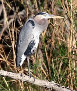 181 - GREAT BLUE HERON (01-25-2023) estero llano grande sp, hidalgo co, tx -01