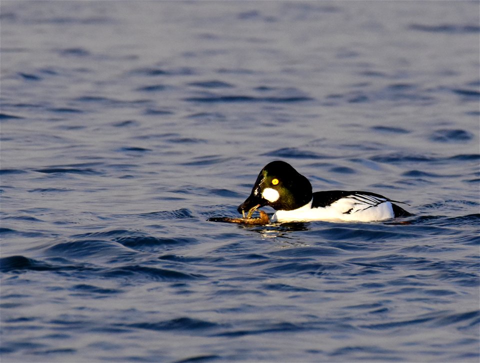 Common goldeneye at Seedskadee National Wildlife Refuge