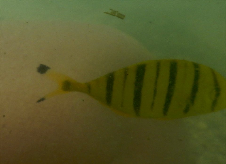 Gnathanodon speciosus 1