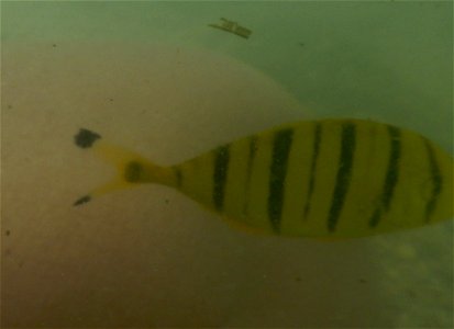 Gnathanodon speciosus 1