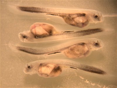 Larval Pallid Sturgeon photo