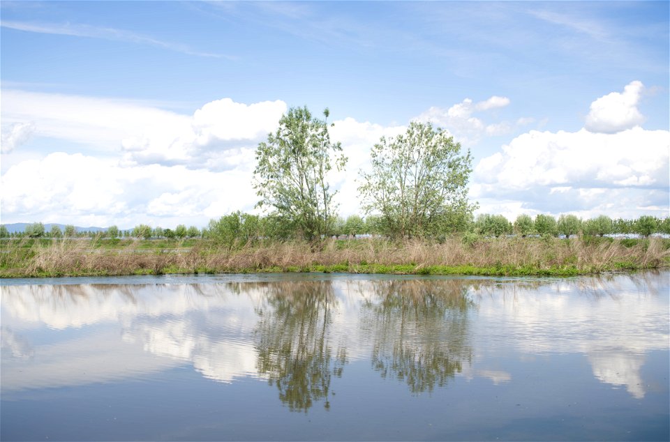 Bird reserve scene