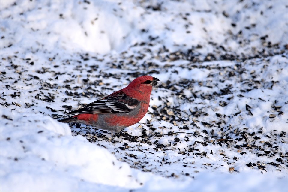 Pine grosbeak in the snow