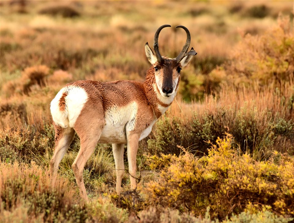 Pronghorn at Seedskadee National Wildlife Refuge
