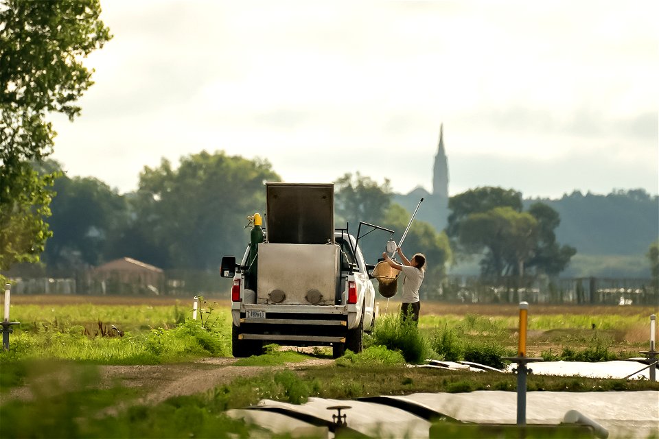 Loading Fish from a Hatchery Pond photo