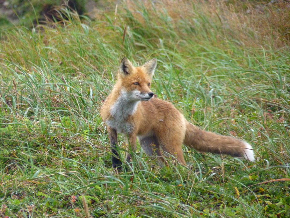 Red Fox at Puale Bay